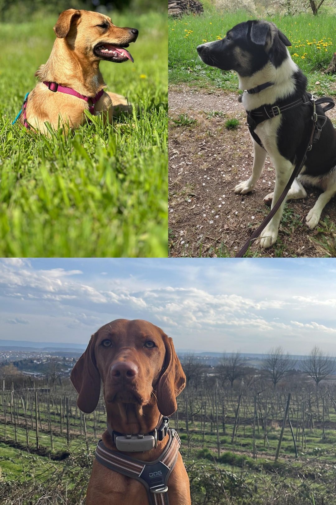 hundetraining